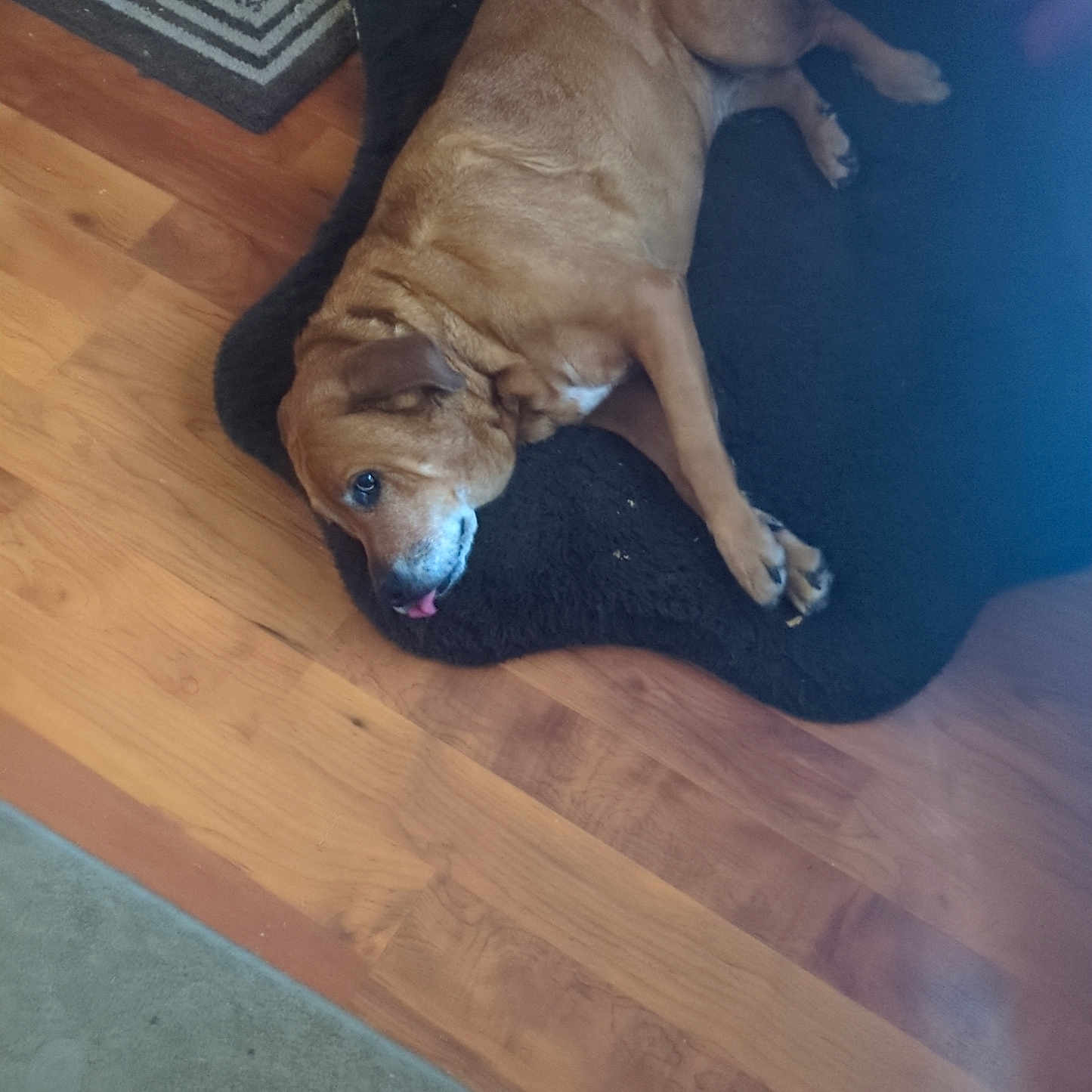 Stella joined the competition — help win amazing prizes! animal, beagle, boxer, bulldog, canine, couch, dog, furniture, goldenretriever, hardwood, homedecor, hound, indoors, interiordesign, labradorretriever, pet, pitbull, plywood, puppy, wood