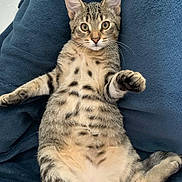 Simba a rejoint le concours — aidez-le/la à gagner de superbes lots ! animal, blanket, cat, cozy, cute, domestic, ears, eyes, feline, fur, indoor, looking_at_camera, lying_down, mammal, paw, pet, relaxed, striped, tabby, whiskers