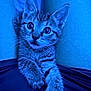 animal, blue_light, cat, closeup, curious, cute, domestic_cat, expression, feline, fur, indoor, kitten, legs, paw, pet, portrait, tabby, whiskers, wide_eyes, young