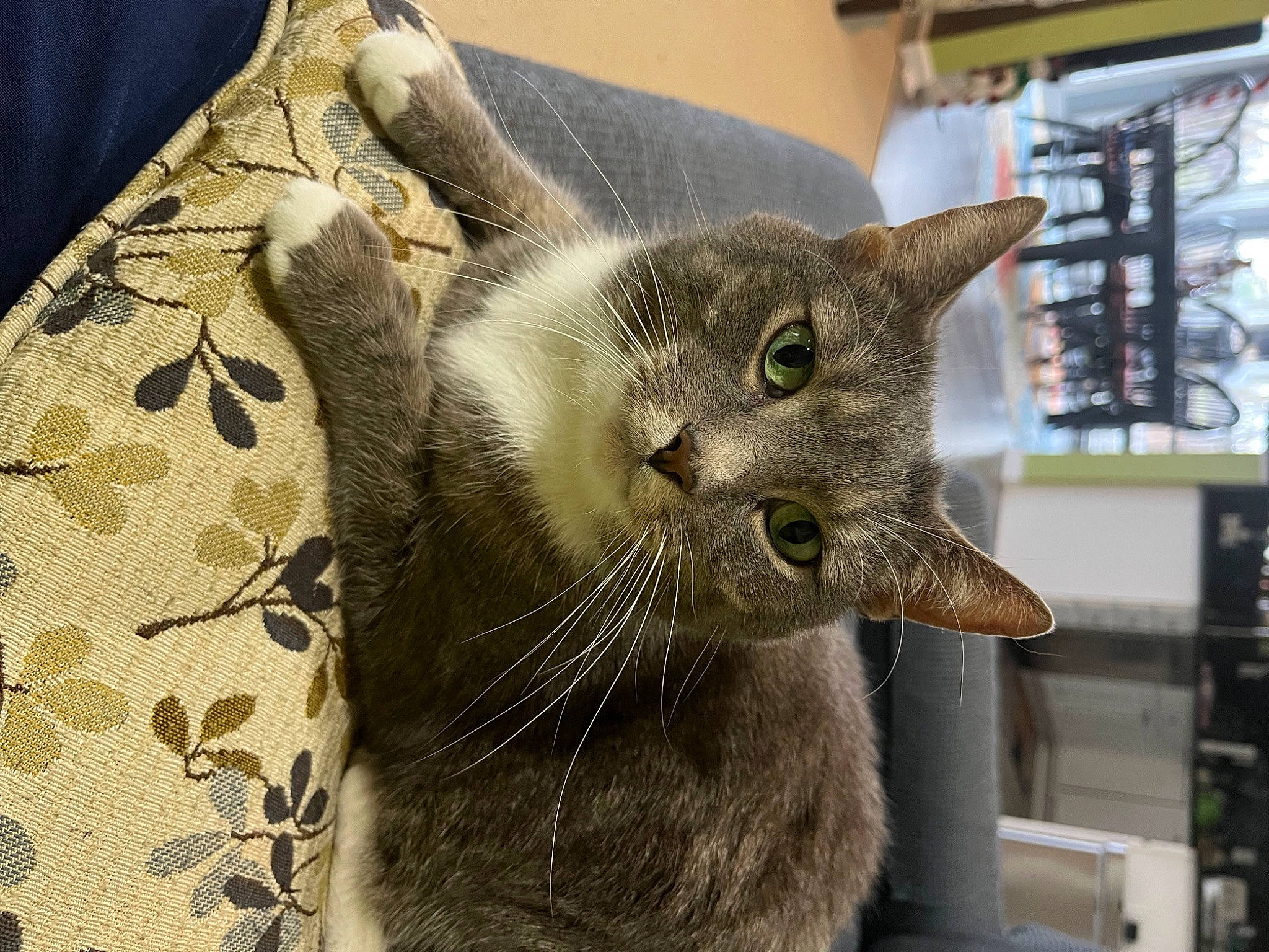Annabell is registered to the contest to win money with this photo: carnivore, cat, cat_supply, domestic_short_haired_cat, felidae, fur, linens, small_to_medium_sized_cats, snout, whiskers