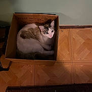 Luna joined the competition — help win amazing prizes! cat, box, indoor, floor, wooden_floor, curious, pet, animal, fur, cozy, resting, looking_up, domestic, cute, small_space, cardboard, feline, home, quiet, relaxed