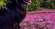 Lune participe au concours pour gagner de l'argent avec cette photo : animal, black_dog, canine, daylight, dog, flower_petals, fur, grass, green_bushes, leaves, nature, outdoor, path, pet, pink_flowers, side_view, sitting, spring, tongue_out, trees