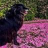 dog, black_dog, flower_petals, pink_flowers, green_bushes, outdoor, nature, animal, pet, grass, path, spring, trees, leaves, fur, canine, sitting, side_view, tongue_out, daylight