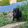 Lune a rejoint le concours — aidez-le/la à gagner de superbes lots ! animal, black_dog, canine, daylight, dog, grass, greenery, happy, nature, outdoor, plants, reflection, riverbank, rocks, scenic, shrubbery, smiling, tongue_out, water, wet_fur