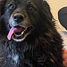 dog, black_dog, tongue_out, fluffy, indoor, pet, happy, canine, fur, animal, smiling, close_up, companion, domestic_animal, cute, friendly, portrait, mammal, tongue, nose