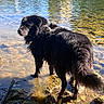 Lune participe au concours pour gagner de l'argent avec cette photo : animal, black_dog, canine, daylight, dog, fur, lake, mammal, nature, outdoor, pet, reflection, ripples, rocks, shallow_water, standing, sunlight, water, water_edge, wet_fur