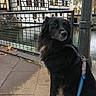 dog, black_dog, leash, pavement, metal_railing, water, building, half_timbered_house, windows, autumn_leaves, outdoor, pet, canine, side_view, quiet, urban, daylight, architecture, reflection, calm
