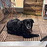 Lune participe au concours pour gagner de l'argent avec cette photo : dog, black_dog, pet, wooden_deck, balcony, table, outdoor, fur, animal, resting, curious, calm, home, furniture, metal, floor, plank, nature, daylight, quiet