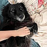 dog, black_dog, pet, bed, bedding, hand, fluffy, fur, indoor, resting, animal, domestic_animal, comfort, blanket, pillow, human_hand, relaxation, cute, companionship, cozy