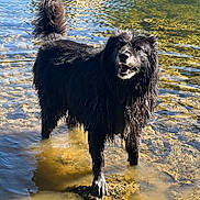 Lune a rejoint le concours — aidez-le/la à gagner de superbes lots ! animal, black_dog, canine, daylight, dog, fur, happy, landscape, nature, outdoor, pet, playful, reflection, river, rocks, shallow_water, smiling, sunlight, water, wet