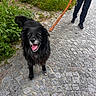 dog, black_dog, leash, person, walking, cobblestone, stone_wall, greenery, plants, outdoor, happy, tongue_out, fluffy_fur, pavement, casual_clothing, footwear, nature, daylight, pet, companion