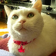 Bianca a rejoint le concours — aidez-le/la à gagner de superbes lots ! aegean_cat, american_wirehair, asian, burmilla, carnivore, cat, colorpoint_shorthair, domestic_short_haired_cat, eye, fawn, felidae, fur, japanese_bobtail, khao_manee, mammal, small_to_medium_sized_cats, snout, turkish_angora, turkish_van, whiskers