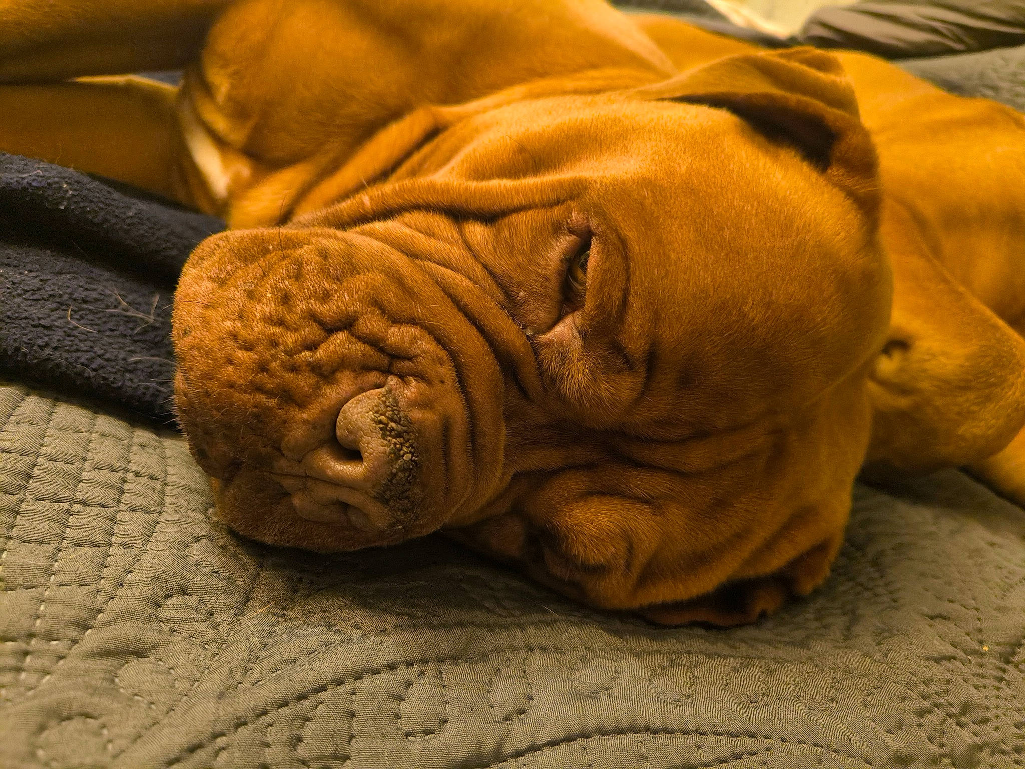 Eva a rejoint le concours — aidez-le/la à gagner de superbes lots ! bulldog, canidae, carnivore, comfort, companion_dog, dog, dog_breed, fawn, fur, molosser, nap, sleep, snout, sporting_group, terrestrial_animal, toy_dog, whiskers, white_english_bulldog, wood, wrinkle