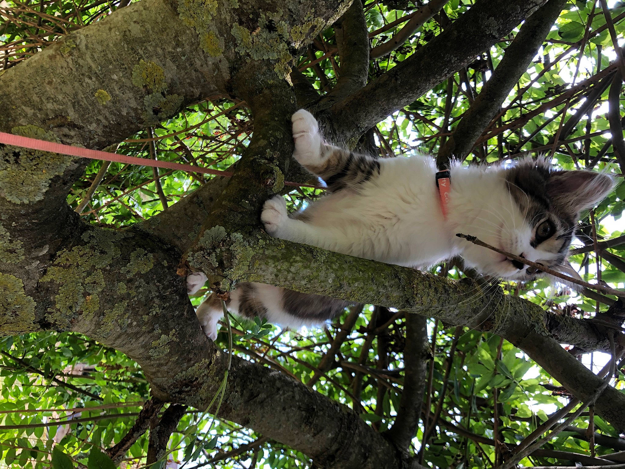 Ruby participe au concours pour gagner de l'argent avec cette photo : branch, cat, felidae, organism, plant, small_to_medium_sized_cats, tree, trunk, wildlife, woody_plant