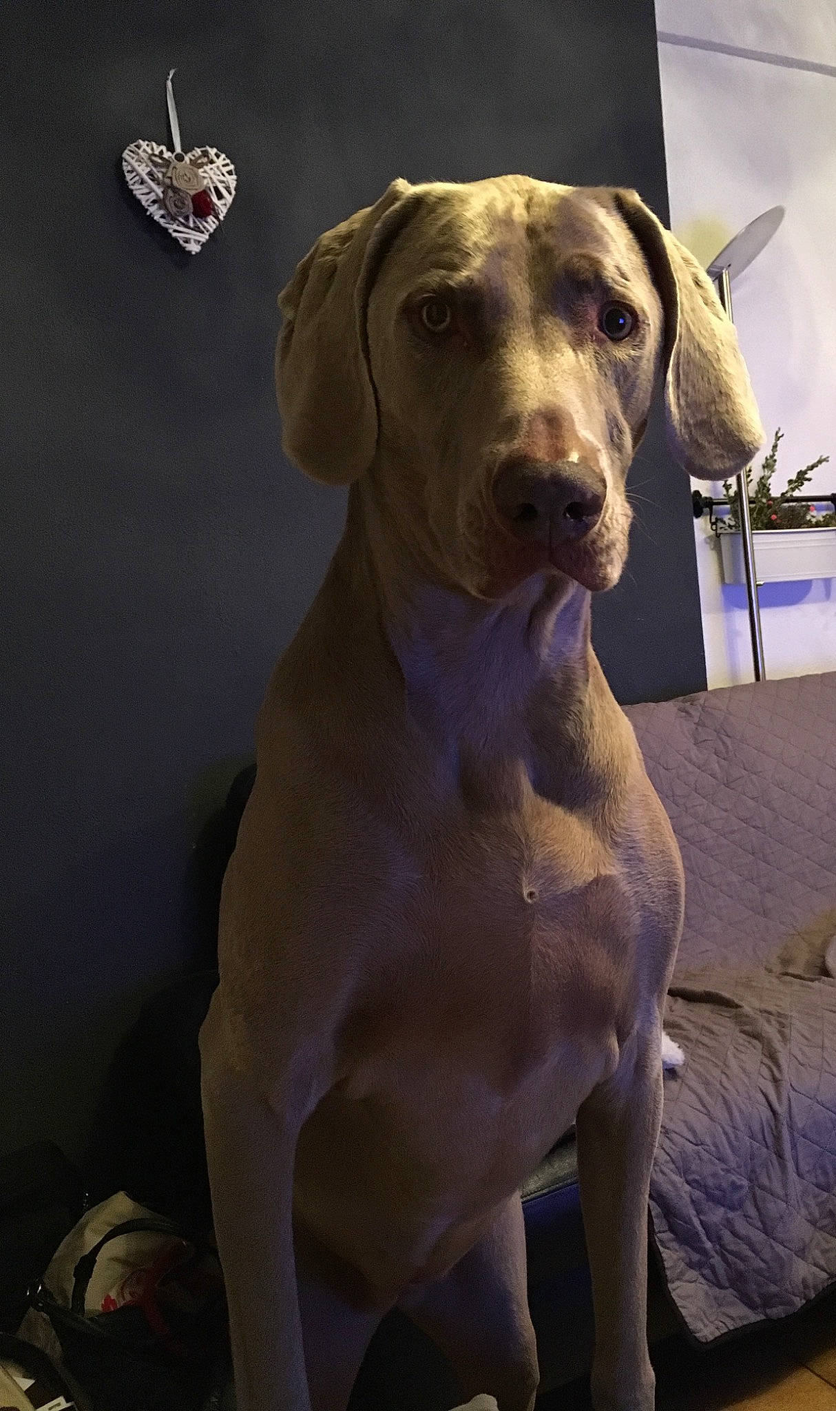 Joyce participe au concours pour gagner de l'argent avec cette photo : blue_lacy, canidae, carnivore, dog, dog_breed, ear, fawn, great_dane, hunting_dog, mammal, pointer, pointing_breed, rare_breed_dog, snout, sporting_group, vertebrate, vizsla, weimaraner