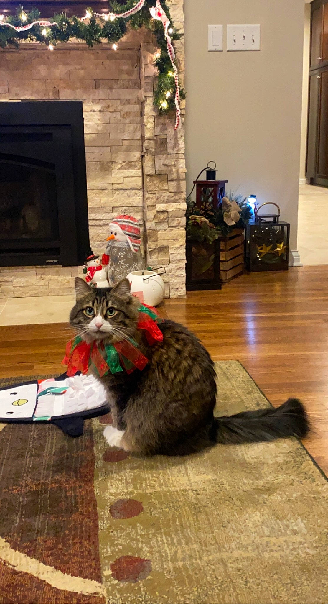 Harleigh joined the competition — help win amazing prizes! carnivore, cat, curtain, domestic_short_haired_cat, event, felidae, floor, flooring, fur, hardwood, hat, houseplant, plant, room, sitting, small_to_medium_sized_cats, tail, whiskers, wood, wood_flooring
