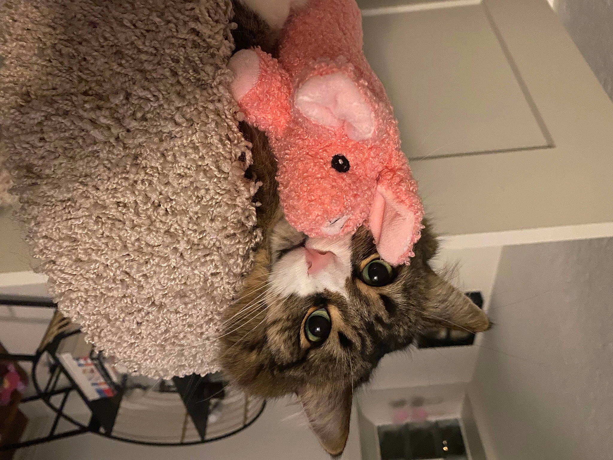 Harleigh joined the competition — help win amazing prizes! art, canidae, carmine, crochet, fawn, felidae, fur, headgear, plush, room, shelf, small_to_medium_sized_cats, snout, stuffed_toy, tail, thread, toy, whiskers, wool, woolen