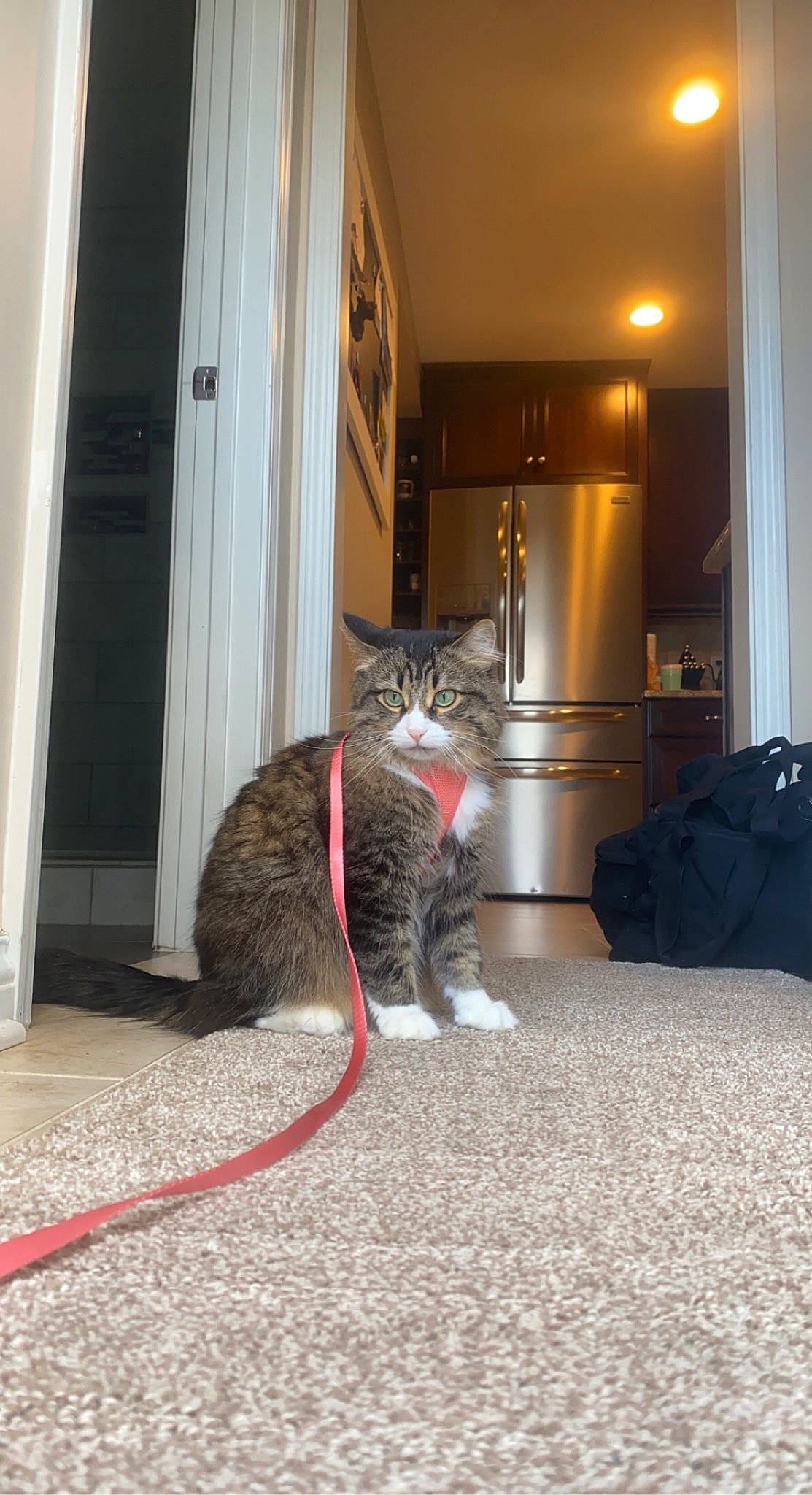 Harleigh is registered to the contest to win money with this photo: carnivore, cat, comfort, curtain, domestic_short_haired_cat, door, felidae, floor, flooring, fur, grey, hardwood, home_door, luggage_and_bags, road_surface, room, small_to_medium_sized_cats, tail, whiskers, wood