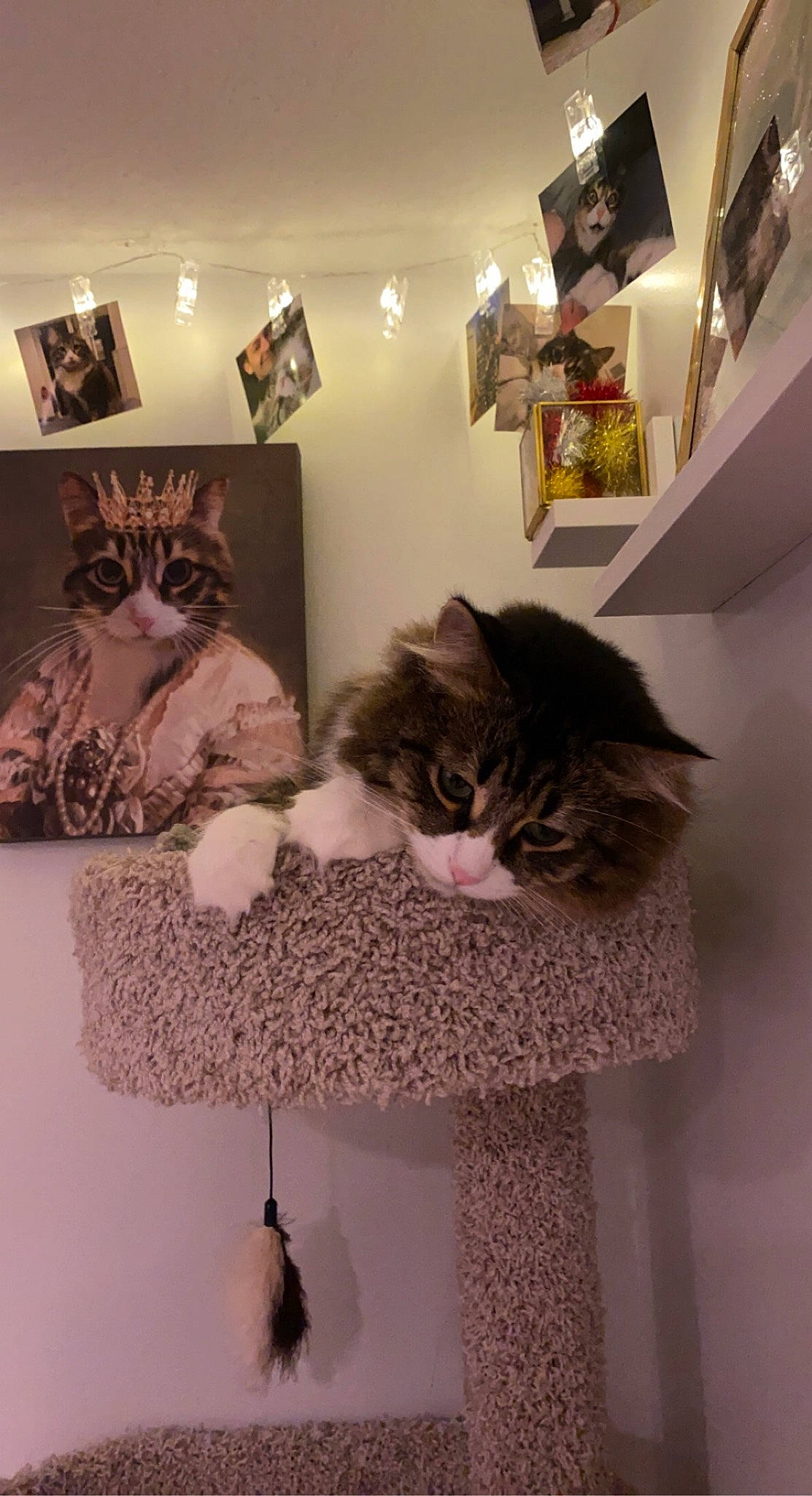 Harleigh is registered to the contest to win money with this photo: art, carnivore, cat, comfort, felidae, floor, flooring, fur, grey, hardwood, interior_design, picture_frame, plant, shelf, shelving, small_to_medium_sized_cats, textile, whiskers, window, wood