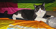 Token participe au concours pour gagner de l'argent avec cette photo : animal, cat, colorful_blanket, cozy, cute, domestic_cat, feline, fur, home, indoor, lying_down, paw, pet, portrait, relaxed, resting, striped_pattern, tuxedo_cat, whiskers, yellow_eyes