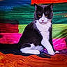 animal, black, blanket, blue, cat, colorful, eyes, feline, fur, green, indoor, orange, pet, pink, portrait, sitting, striped, tuxedo_cat, whiskers, white