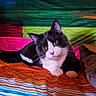 Token a rejoint le concours — aidez-le/la à gagner de superbes lots ! animal, black_and_white, cat, closeup, colorful_background, cozy, curious, cute, domestic_cat, feline, indoor, orange_eyes, pet, portrait, relaxed, resting, soft_light, striped_blanket, vibrant_colors, whiskers