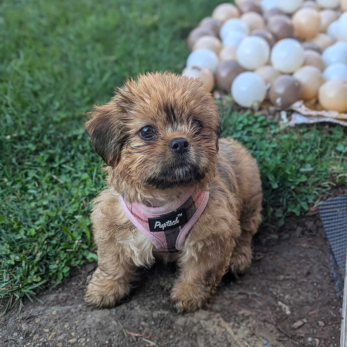 Koko joined the competition — help win amazing prizes! animal, ball, canine, dog, face, football, grass, head, person, pet, photography, plant, puppy, soccer, soccerball, sphere, sport, tennis, tennisball, terrier