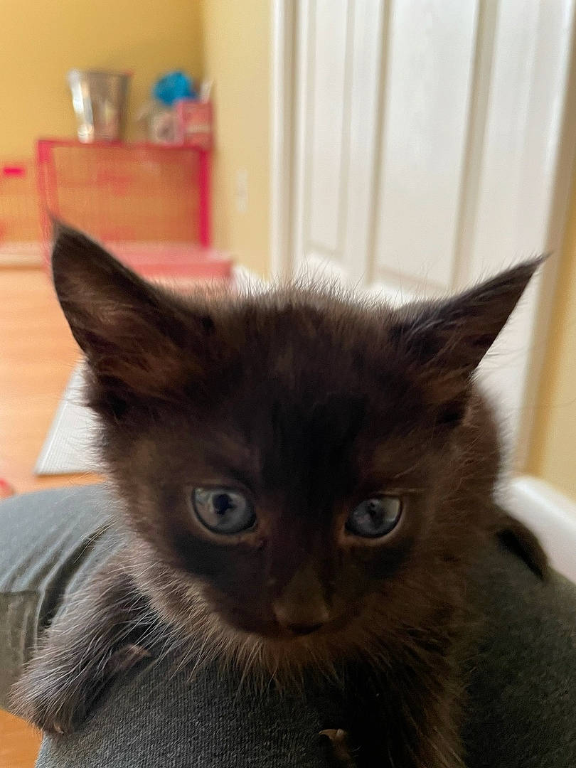 Bagheera joined the competition — help win amazing prizes! black_cat, box, carnivore, cat, domestic_short_haired_cat, felidae, fur, iris, small_to_medium_sized_cats, snout, tail, whiskers, window