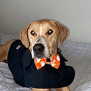 Jack joined the competition — help win amazing prizes! canidae, carnivore, collar, companion_dog, dog, dog_breed, dog_clothes, dog_collar, dog_supply, fawn, flooring, hardwood, hound, liver, pet_supply, snout, sporting_group, whiskers, wood, working_animal