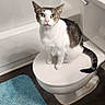 animal, bath_mat, bathroom, bathtub, cat, ears, eyes, floor, funny, home, indoor, pet, portrait, sitting, tabby, toilet, toilet_lid, whiskers, white_cat, wood_floor