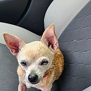 Lily Spanedda is registered to the contest to win money with this photo: dog, chihuahua, small_dog, pet, animal, portrait, car, car_interior, car_seat, seated, standing, ears, red_collar, short_hair, tan_fur, black_nose, brown_eyes, cute, road_trip, indoors
