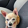 dog, chihuahua, small_dog, pet, animal, portrait, car, car_interior, car_seat, seated, standing, ears, red_collar, short_hair, tan_fur, black_nose, brown_eyes, cute, road_trip, indoors