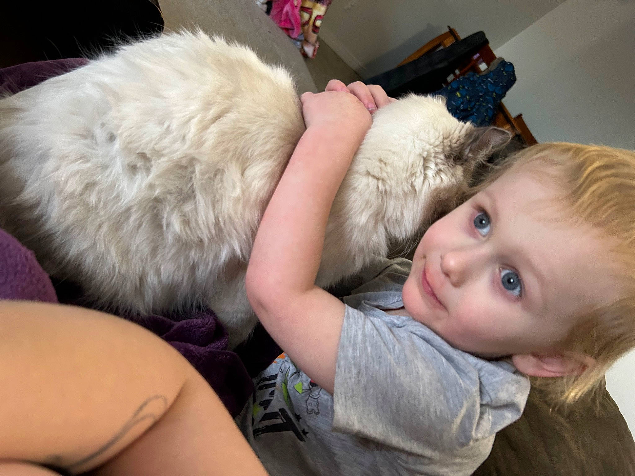 Oliver is registered to the contest to win money with this photo: blond, carnivore, child, comfort, companion_dog, ear, felidae, fun, fur, happy, iris, lap, mammal, nose, person, skin, small_to_medium_sized_cats, smile, toddler, vertebrate