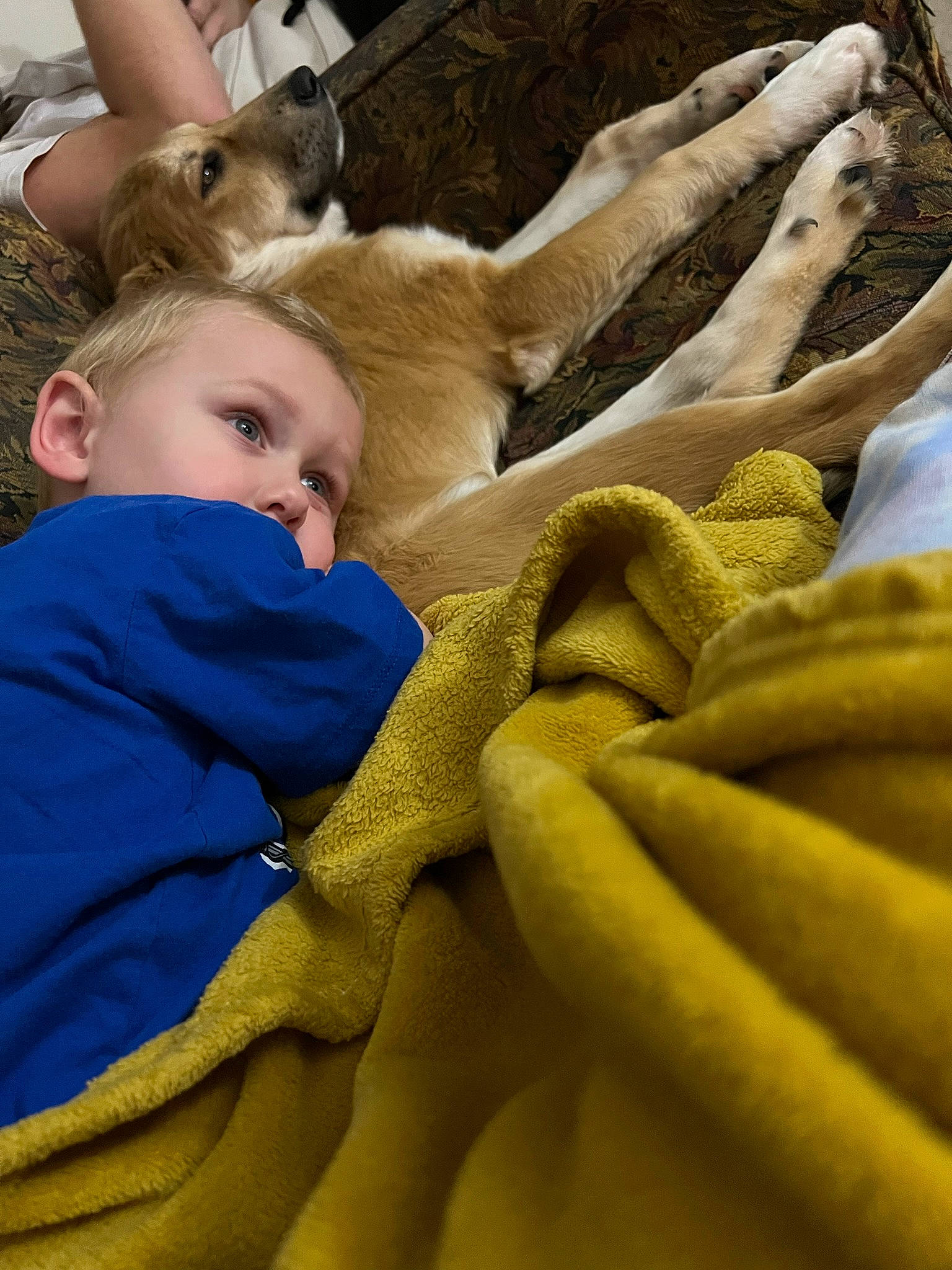 Oliver joined the competition — help win amazing prizes! abdomen, child, close_up, comfort, fawn, felidae, fun, fur, fur_clothing, gesture, happy, leisure, linens, person, room, sitting, skin, textile, toddler, trunk