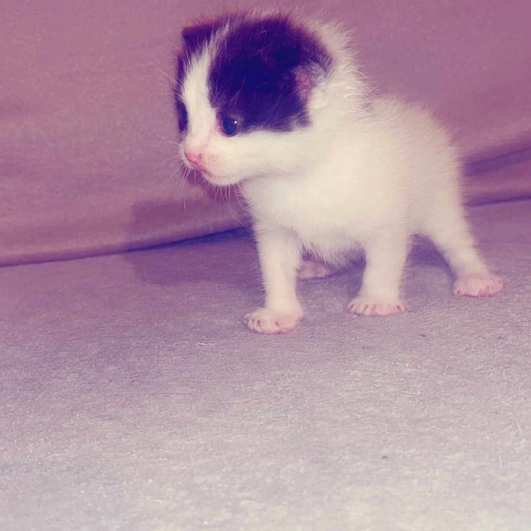 Aïko a rejoint le concours — aidez-le/la à gagner de superbes lots ! animal, background, black, cat, curious, cute, feline, fur, indoor, kitten, mammal, paws, pet, small, soft, standing, texture, whiskers, white, young