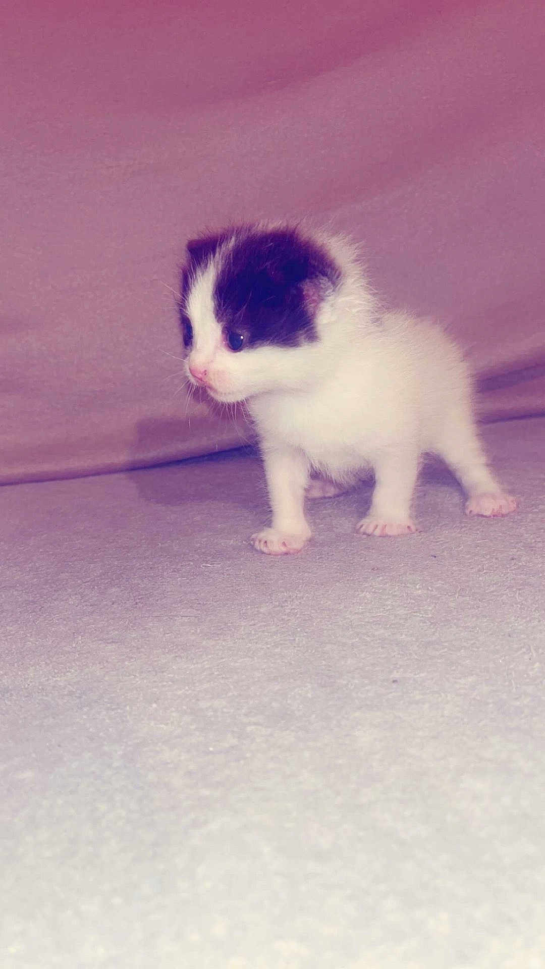 Aïko a rejoint le concours — aidez-le/la à gagner de superbes lots ! kitten, cat, animal, pet, fur, white, black, cute, small, young, curious, standing, indoor, soft, texture, background, feline, mammal, whiskers, paws