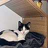 Aïko a rejoint le concours — aidez-le/la à gagner de superbes lots ! black_and_white, blanket, cat, cozy, curtain, domestic_animal, ears, eyes, feline, fur, furniture, home, indoor, lamp, pet, pink_nose, relaxed, resting, sitting, wooden_shelf