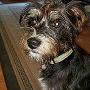 Scottie is registered to the contest to win money with this photo: dog, pet, indoor, close_up, scruffy, collar, brown, black, fur, living_room, rug, furniture, curtain, wood_floor, table, window, decor, animal, canine, alert