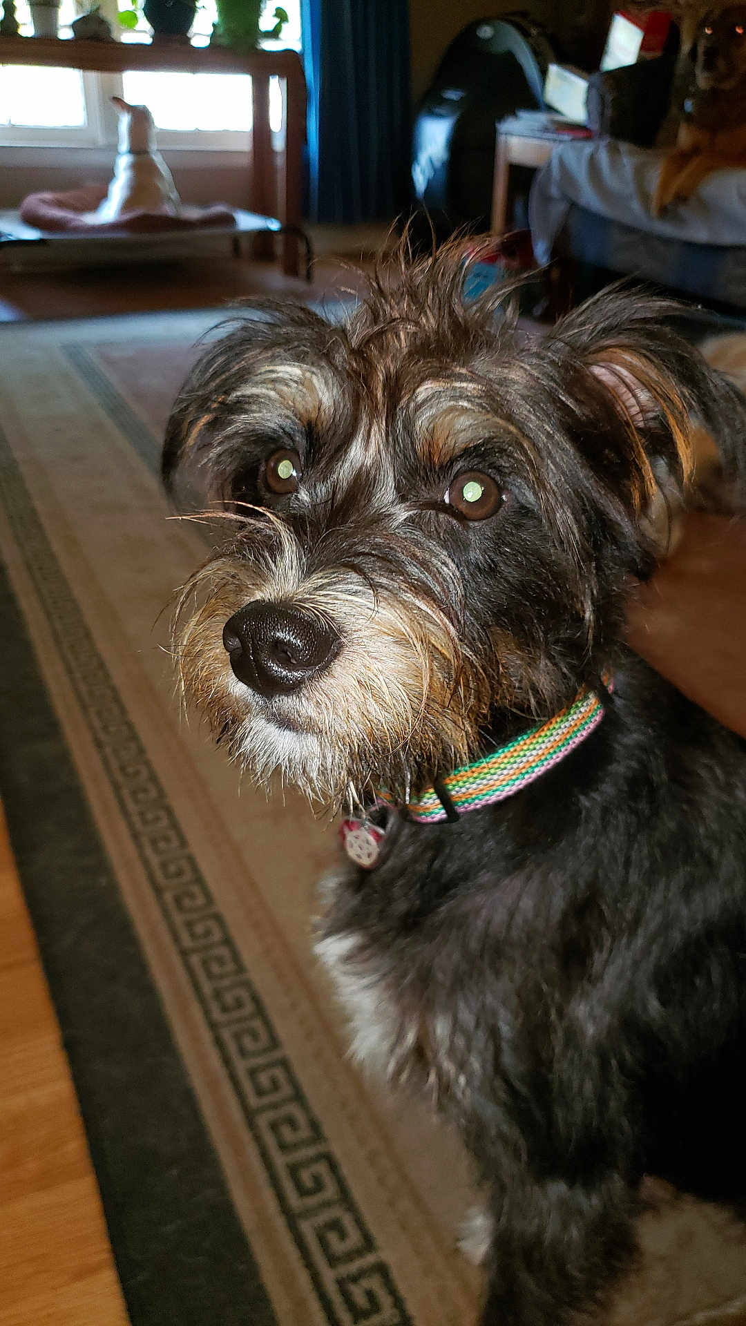 Scottie is registered to the contest to win money with this photo: dog, pet, indoor, close_up, scruffy, collar, brown, black, fur, living_room, rug, furniture, curtain, wood_floor, table, window, decor, animal, canine, alert