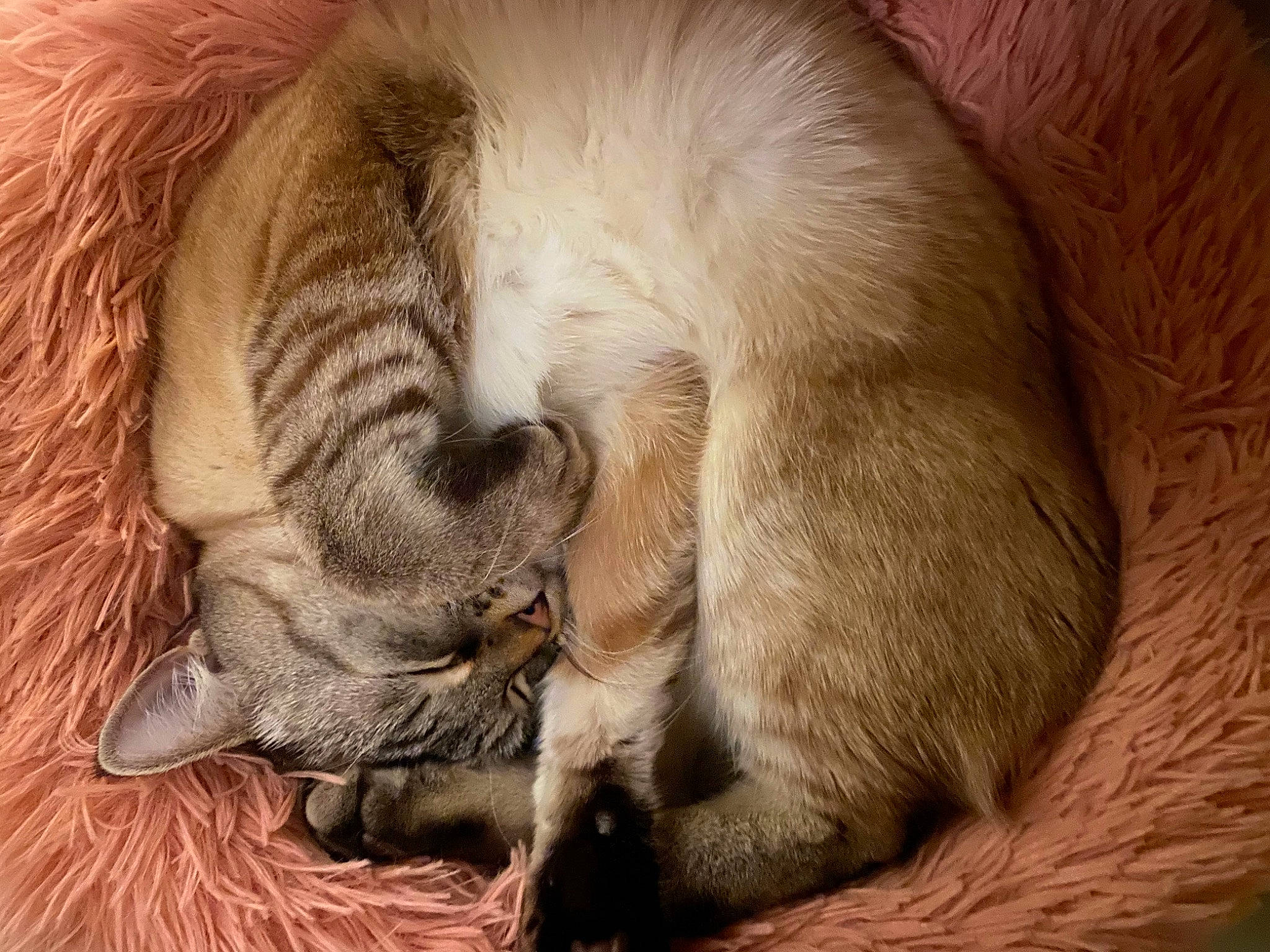 Oria participe au concours pour gagner de l'argent avec cette photo : carnivore, cat, cat_bed, cat_supply, claw, comfort, fawn, felidae, fur, nap, paw, pet_supply, sleep, small_to_medium_sized_cats, snout, tail, terrestrial_animal, whiskers, wildlife, wood