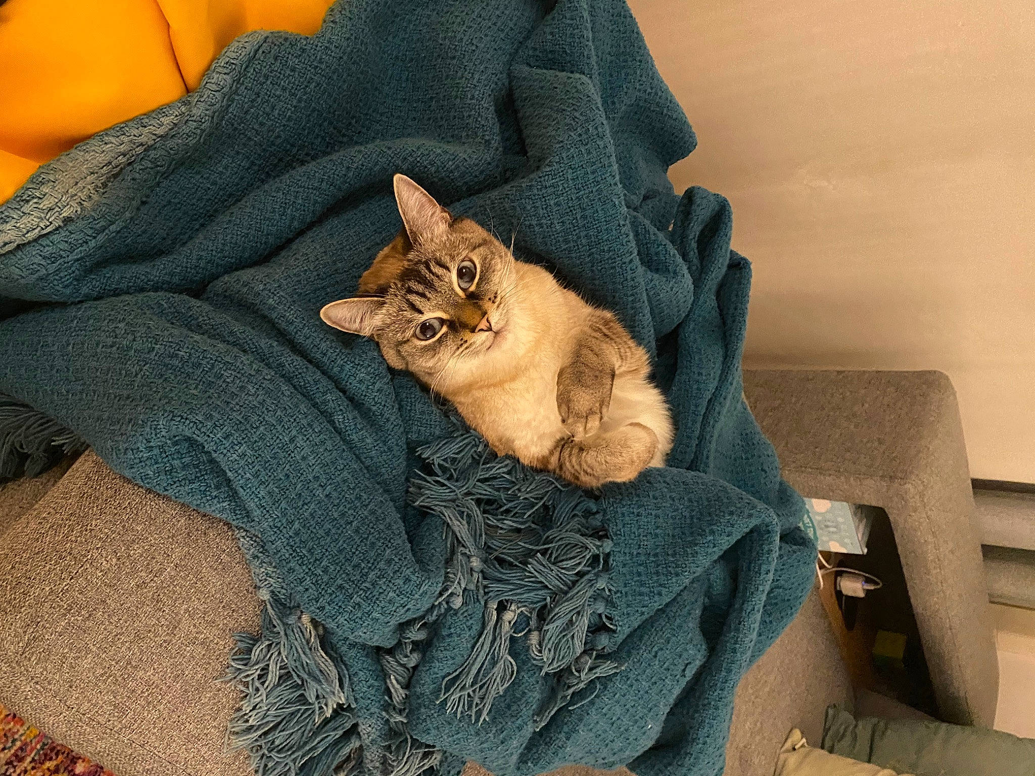 Oria participe au concours pour gagner de l'argent avec cette photo : bag, baggage, brown, canidae, carnivore, cat, comfort, domestic_short_haired_cat, fawn, felidae, fur, grey, hat, linens, luggage_and_bags, pattern, paw, small_to_medium_sized_cats, tail, whiskers