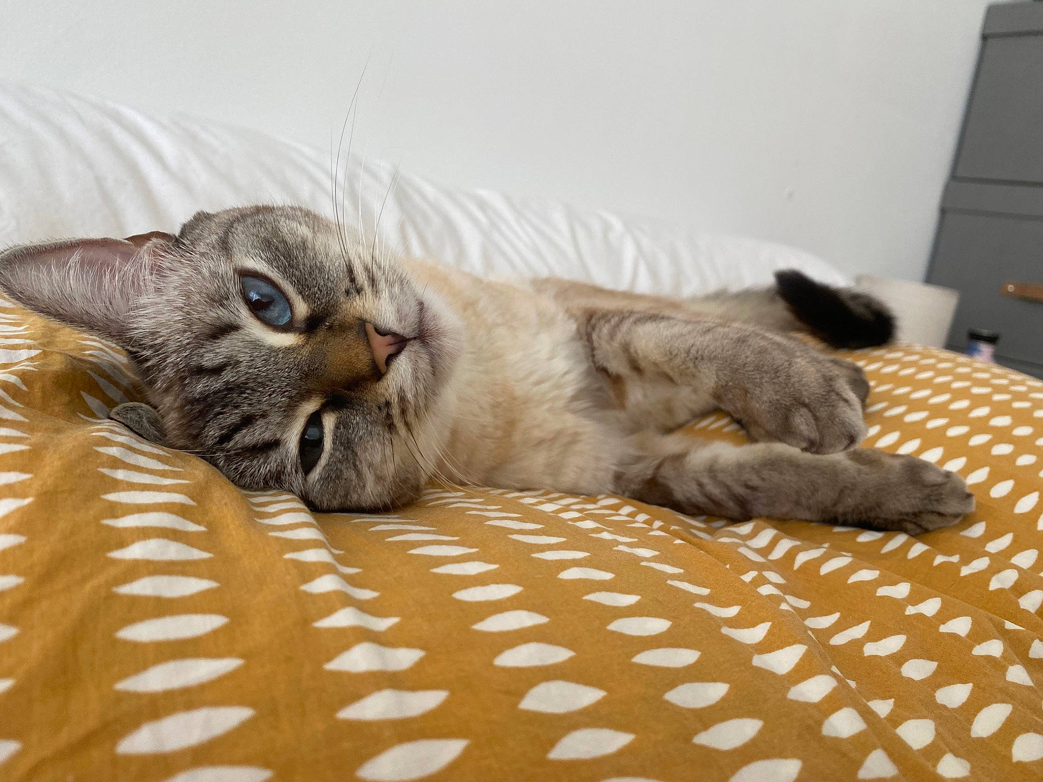 Oria a rejoint le concours — aidez-le/la à gagner de superbes lots ! bed_sheet, carnivore, cat, claw, comfort, domestic_short_haired_cat, fawn, felidae, flooring, fur, grey, linens, nap, paw, room, small_to_medium_sized_cats, terrestrial_animal, whiskers