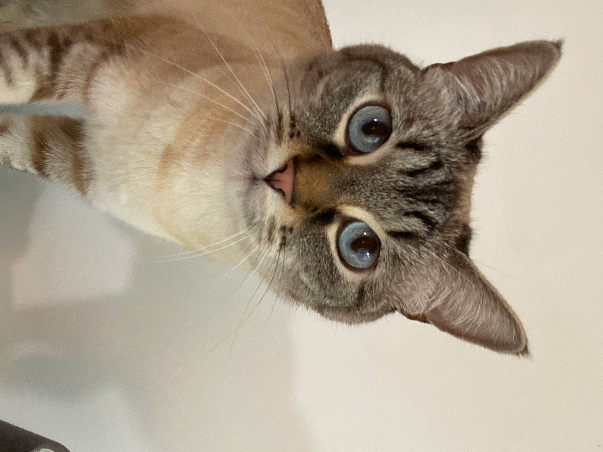 Oria a rejoint le concours — aidez-le/la à gagner de superbes lots ! art, carnivore, cat, claw, close_up, domestic_short_haired_cat, ear, felidae, fur, paw, small_to_medium_sized_cats, snout, terrestrial_animal, whiskers, wildlife