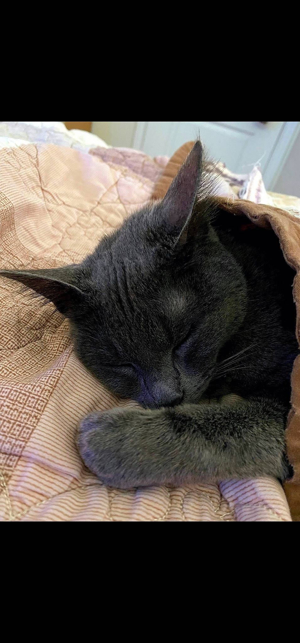 Dani joined the competition — help win amazing prizes! black_cat, carnivore, cat, chartreux, claw, comfort, domestic_short_haired_cat, ear, eye, felidae, fur, grey, korat, linens, nap, paw, russian_blue, small_to_medium_sized_cats, tail, whiskers