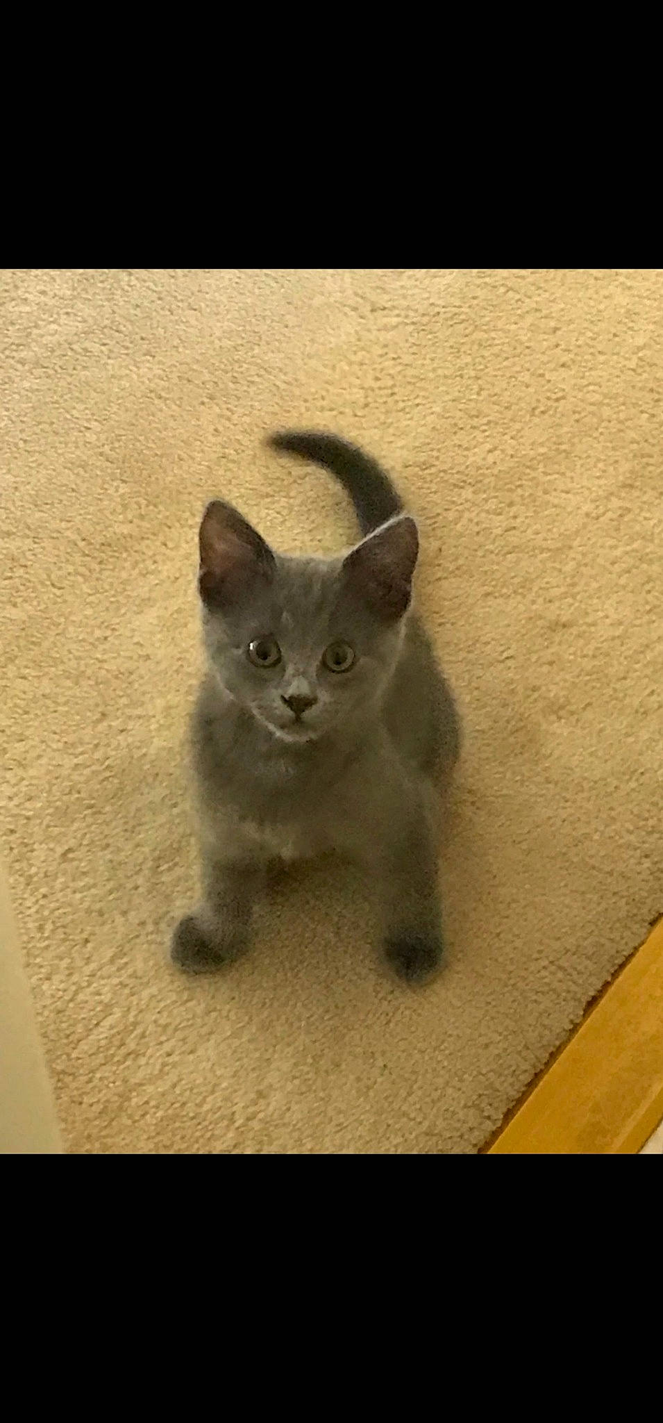 Dani is registered to the contest to win money with this photo: carnivore, cat, domestic_short_haired_cat, eye, fawn, felidae, fur, grey, paw, russian_blue, small_to_medium_sized_cats, snout, tail, terrestrial_animal, whiskers, window