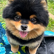 Koda is registered to the contest to win money with this photo: dog, pomeranian, cute, fluffy, pet, animal, tongue_out, bow, outdoor, grass, quilt, black_fur, brown_fur, small_dog, happy, portrait, closeup, friendly, domestic_animal, companion
