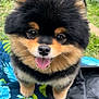dog, pomeranian, cute, fluffy, pet, animal, tongue_out, bow, outdoor, grass, quilt, black_fur, brown_fur, small_dog, happy, portrait, closeup, friendly, domestic_animal, companion