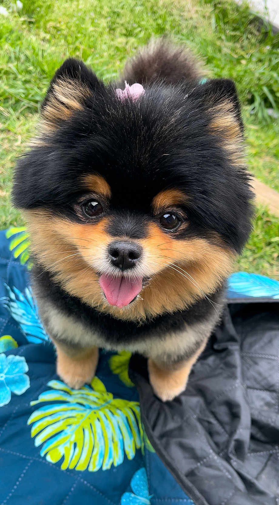 Koda is registered to the contest to win money with this photo: dog, pomeranian, cute, fluffy, pet, animal, tongue_out, bow, outdoor, grass, quilt, black_fur, brown_fur, small_dog, happy, portrait, closeup, friendly, domestic_animal, companion