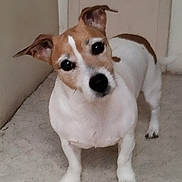 Câline participe au concours pour gagner de l'argent avec cette photo : dog, pet, curious, indoor, carpet, white, brown, small_dog, ears, cute, floor, animal, canine, domestic_animal, looking, standing, fur, snout, tail, companion