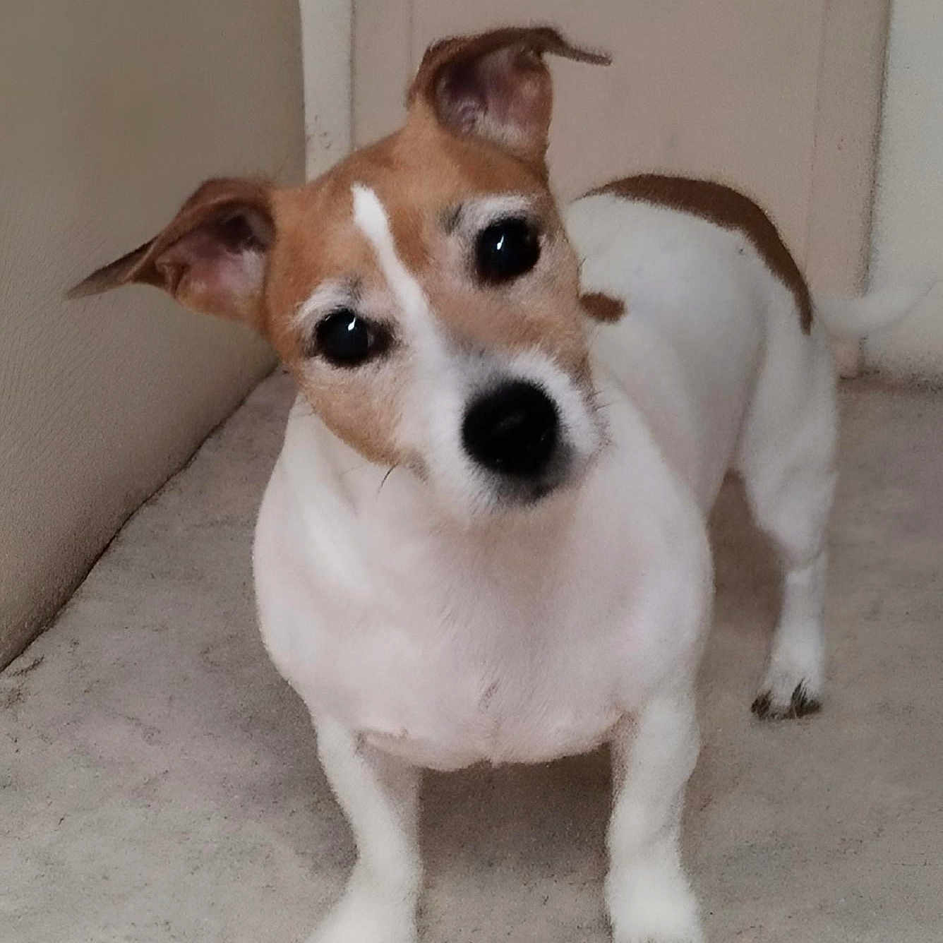 Câline participe au concours pour gagner de l'argent avec cette photo : animal, brown, canine, carpet, companion, curious, cute, dog, domestic_animal, ears, floor, fur, indoor, looking, pet, small_dog, snout, standing, tail, white